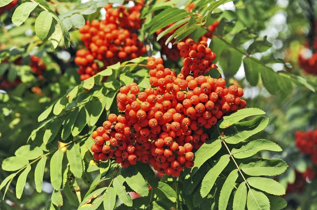 Rowan berries, Mountain ash (Sorbus)