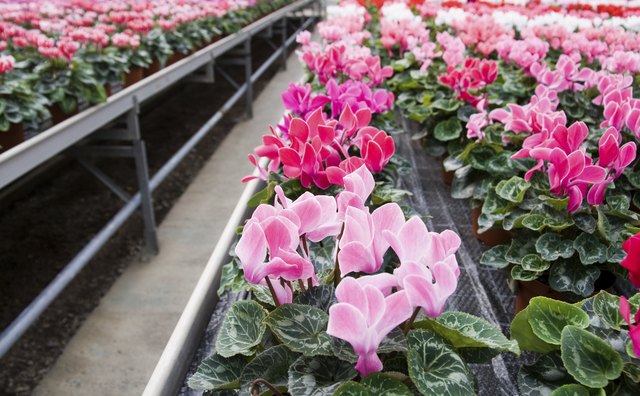 Cyclamen in a greenhouse