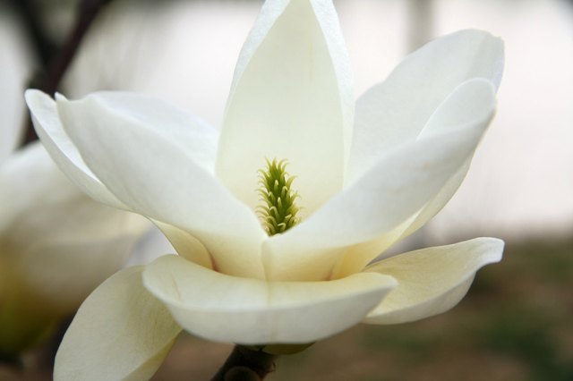 magnolia blossom