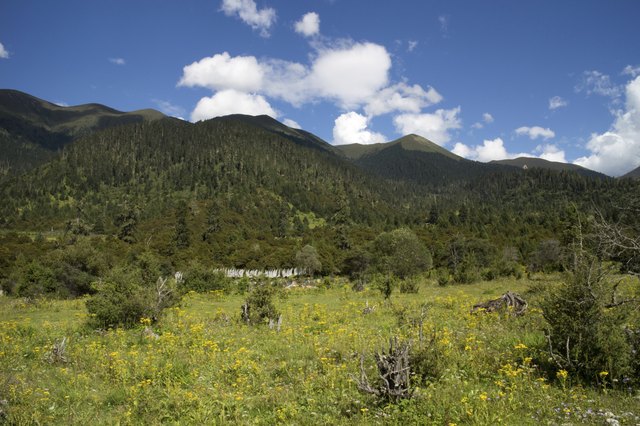 forest view