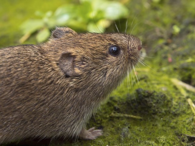 Field vole (Microtus agrestis)