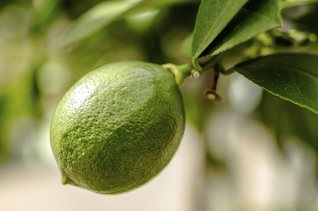 Unripe Meyer Lemon on Tree