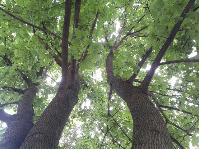 Maple.