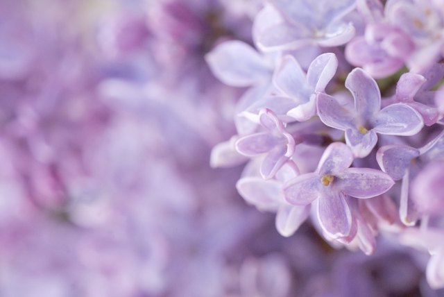 Lilac Blooms