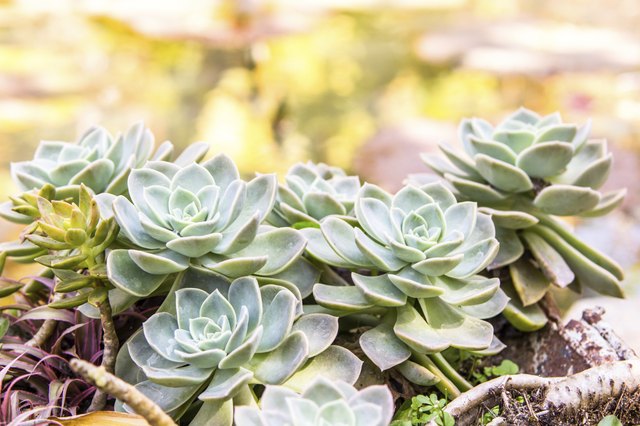 Cactus plant
