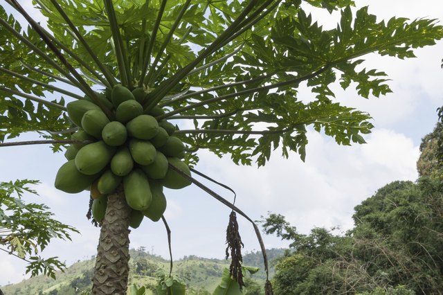 Identifying Male And Female Papaya Trees Hunker 