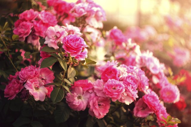 Rose Bush