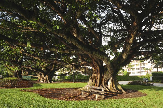Huge Oak Tree with bench in Palm Beach, Florida