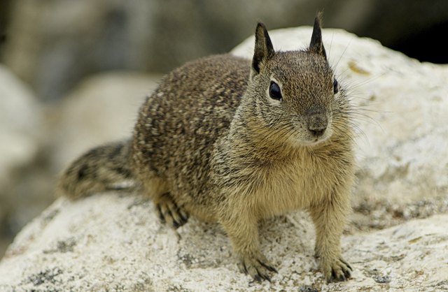 Squirrel on a rock