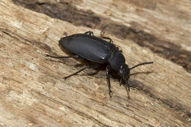Large black beetle