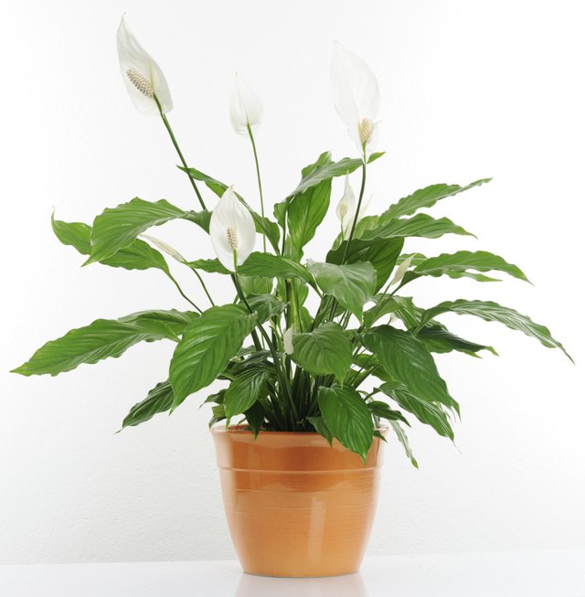 houseplant
