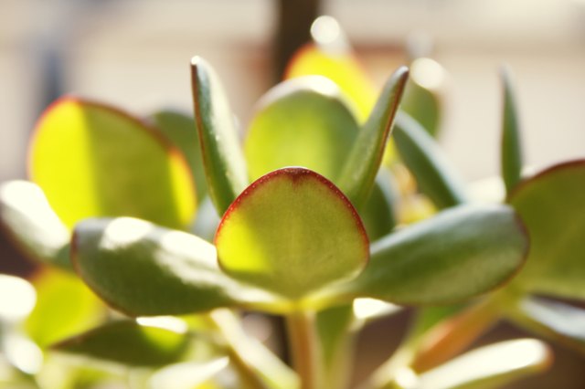 Is A Money Tree Plant Toxic To Cats Hunker