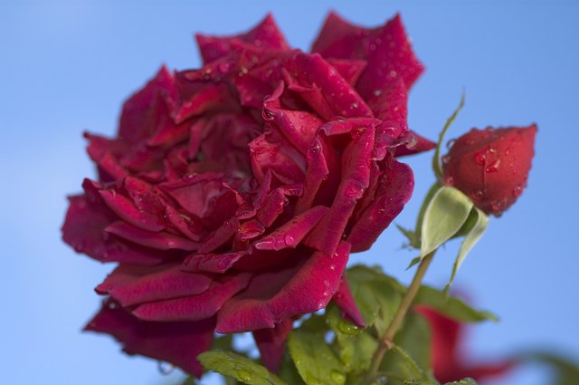 Mr. Lincoln Hybrid Tea Rose