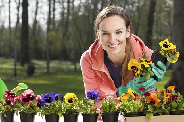 How to Grow Pansies From Seeds | Hunker