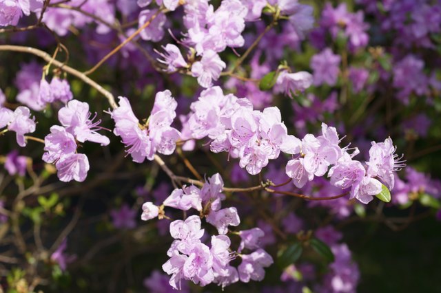 Background of flowers of Rhododendron