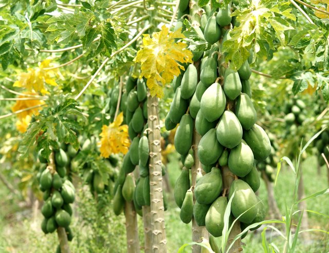 Papaya trees