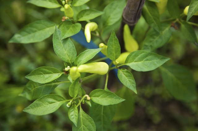 orange chili in the garden