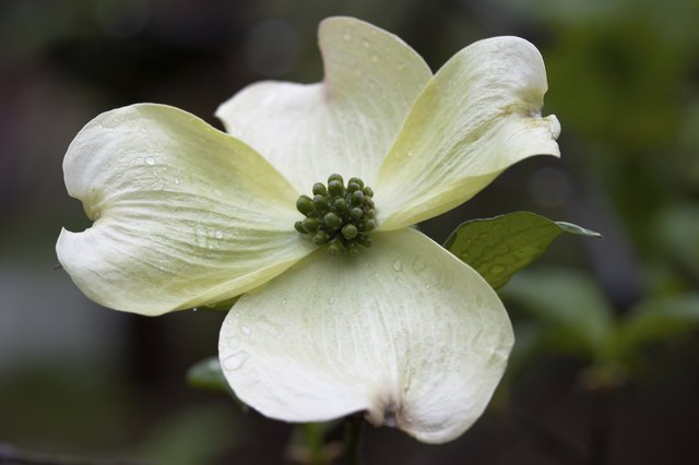 White Dogwood Blossom