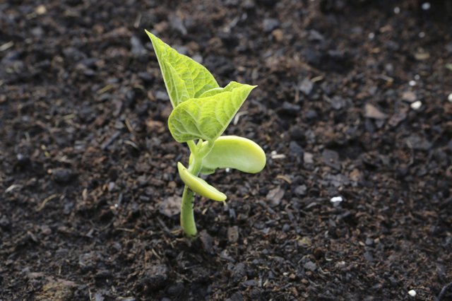 How To Identify Stages Of Bean Seed Germination Hunker