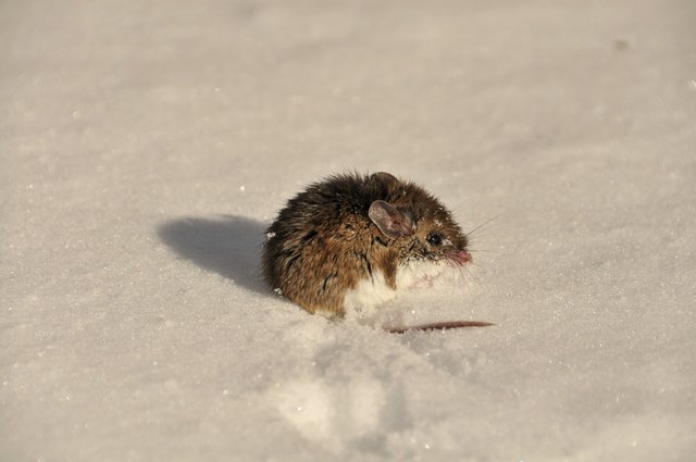 Mouse on snow