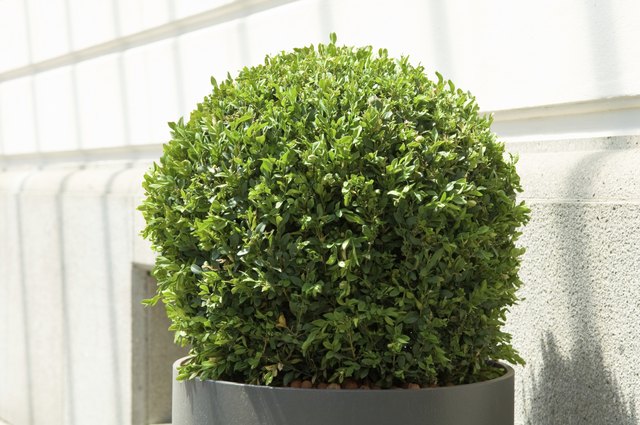 small bush