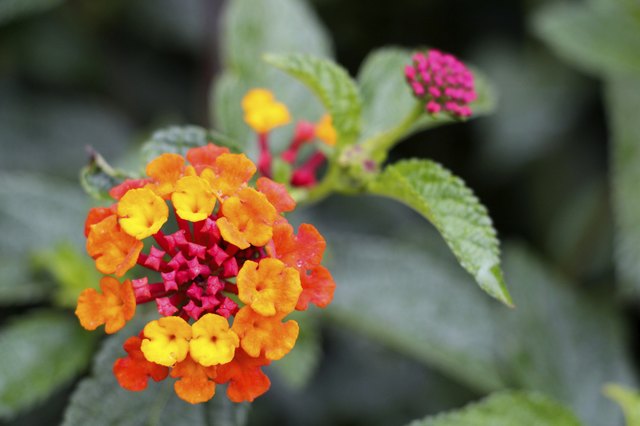 How to Get My Lantana to Bloom | Hunker