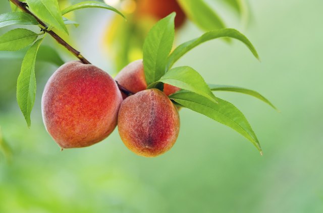Peach fruits on a tree