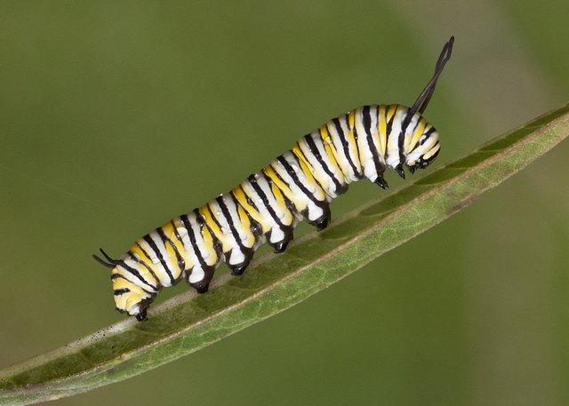 Caterpillar on Leaf