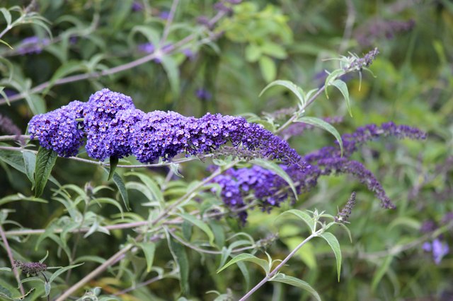 Why a Butterfly Bush Is Turning Yellow | Hunker