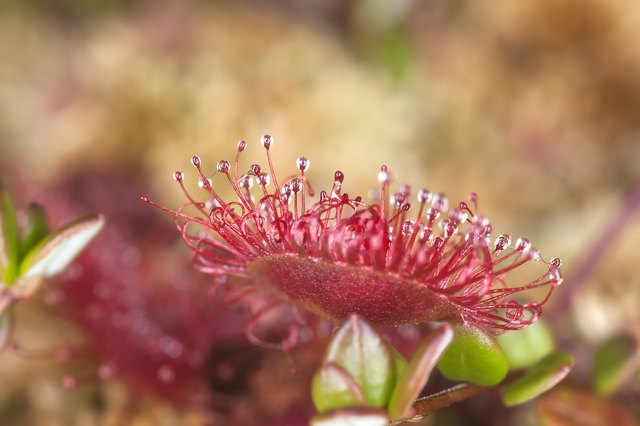 Common sundew (Drosera rotundifolia) macro photo