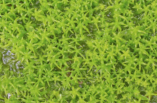 Sphagnum moss
