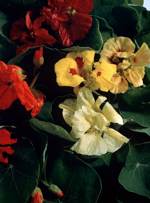 Nasturtiums