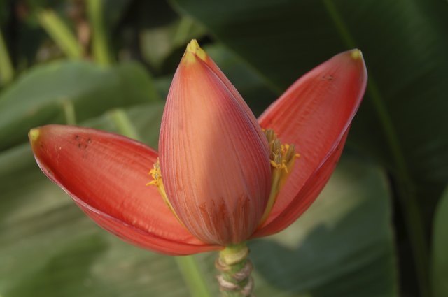Banana flower