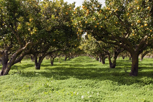 Orange trees