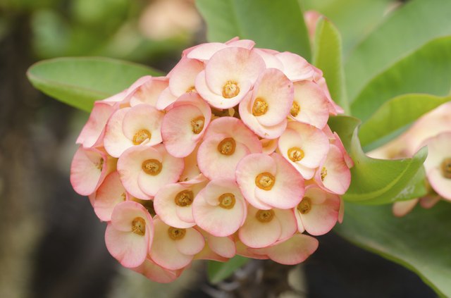 Crown of thorns