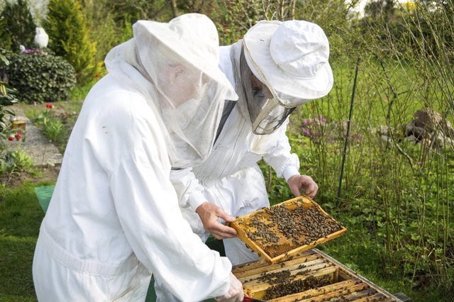 Two beekeepers maintaining bee hive