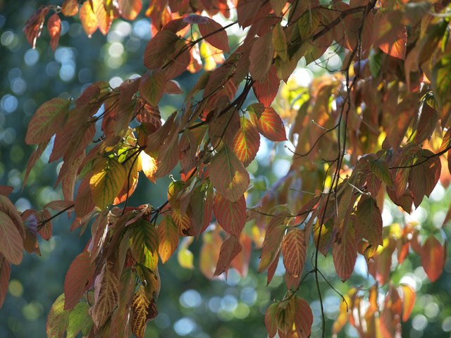 Dogwood Tree Leaf Identification | Hunker