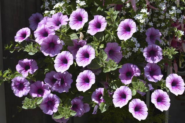 Petunia grandiflora flowers in summer
