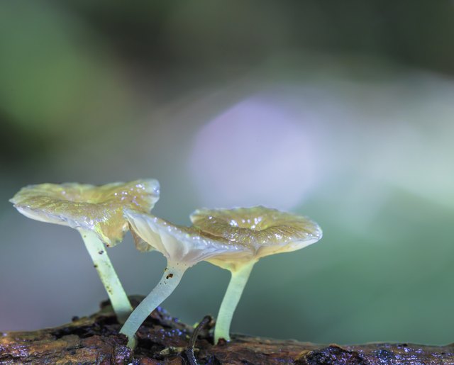 Wild mushrooms growing on a forest log