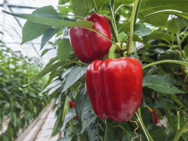 Red bell peppers in a greenhouse