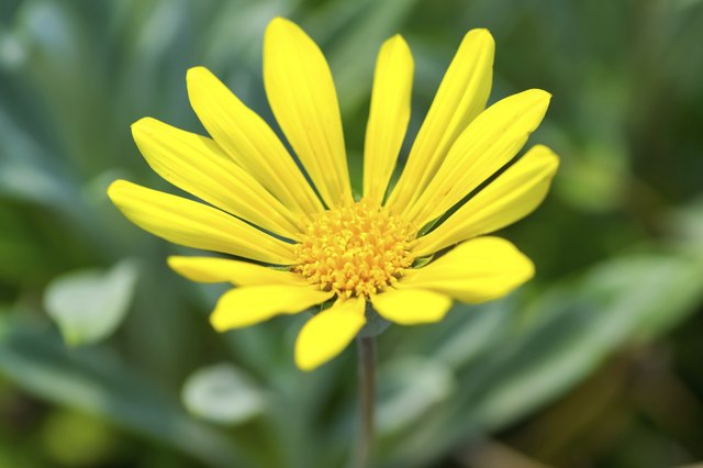 Gazania rigen, Gazania lemon tart, ASTERACEAE, South Africa