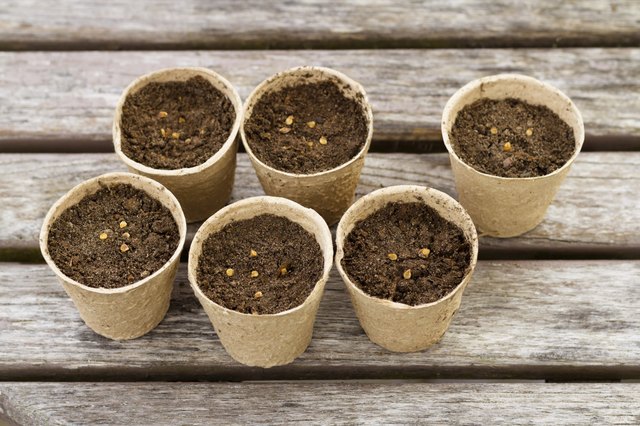 Tomato seeds in peat pots
