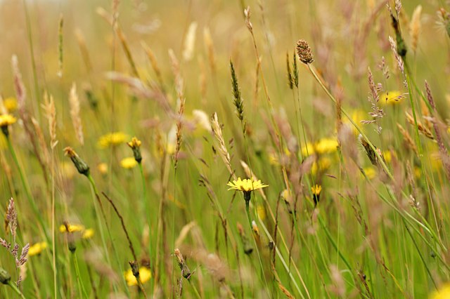 Summer Wildflower Meadow