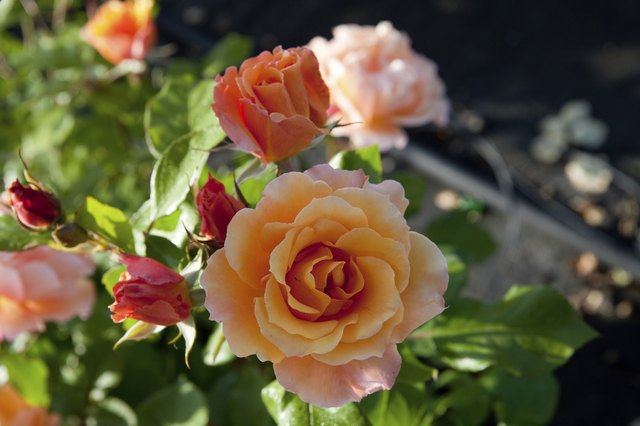 Rose naturali Giallo