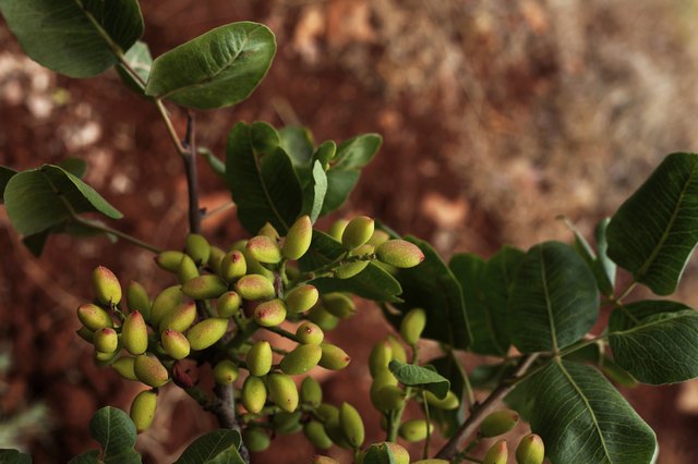 How to Grow Pistachios | Hunker