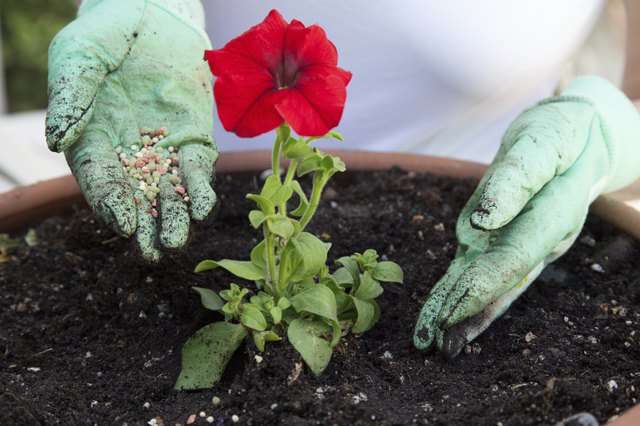 Fertilizing Petunia Flower