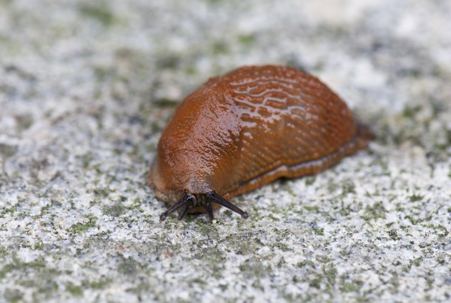 closeup of a slug