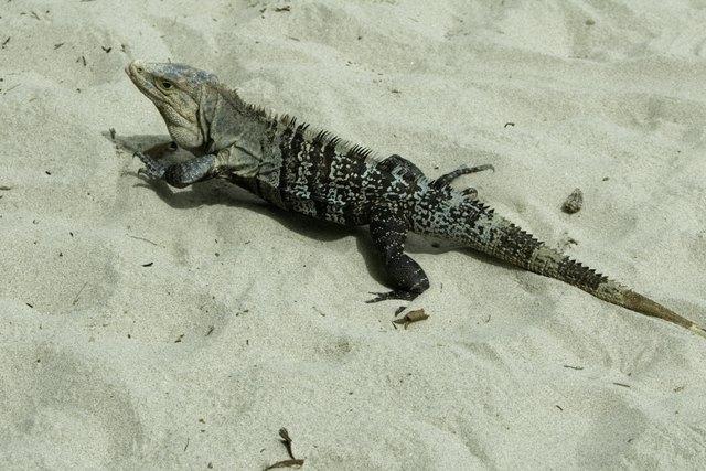 Iguana in desert, elevated view