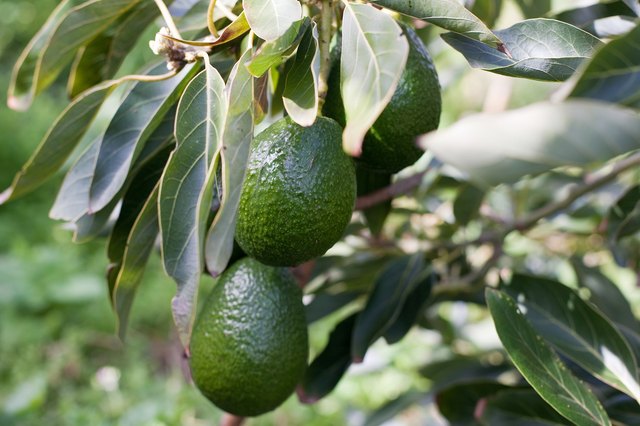 How to Make an Avocado Tree Bear Fruit | Hunker