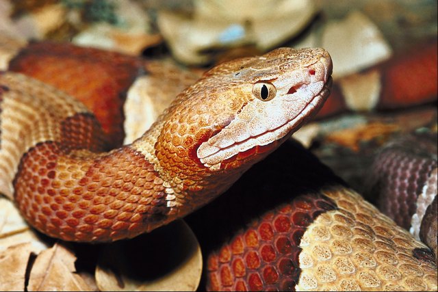 how-to-keep-copperheads-away-from-your-home-hunker